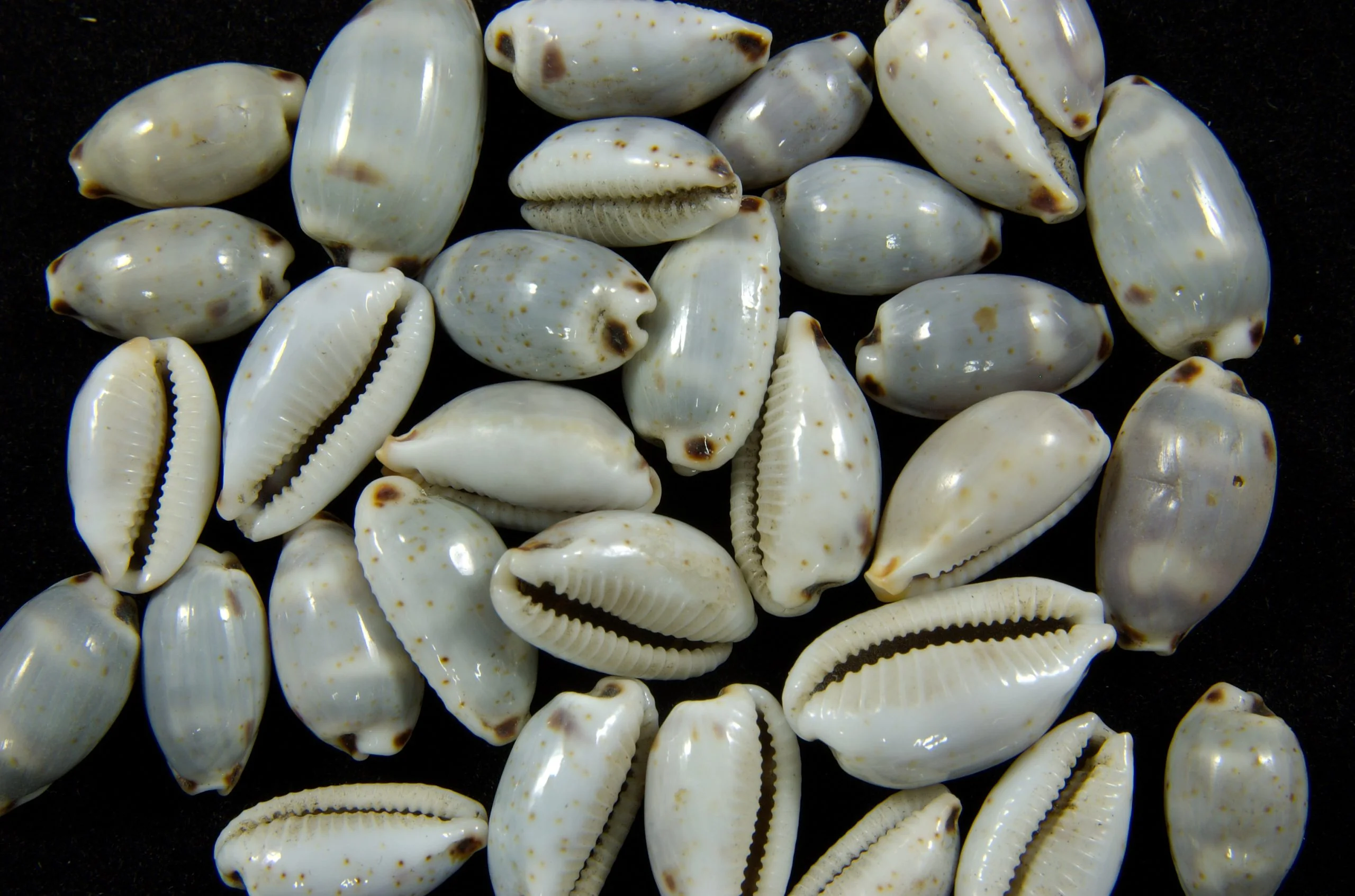muszle porcelanki