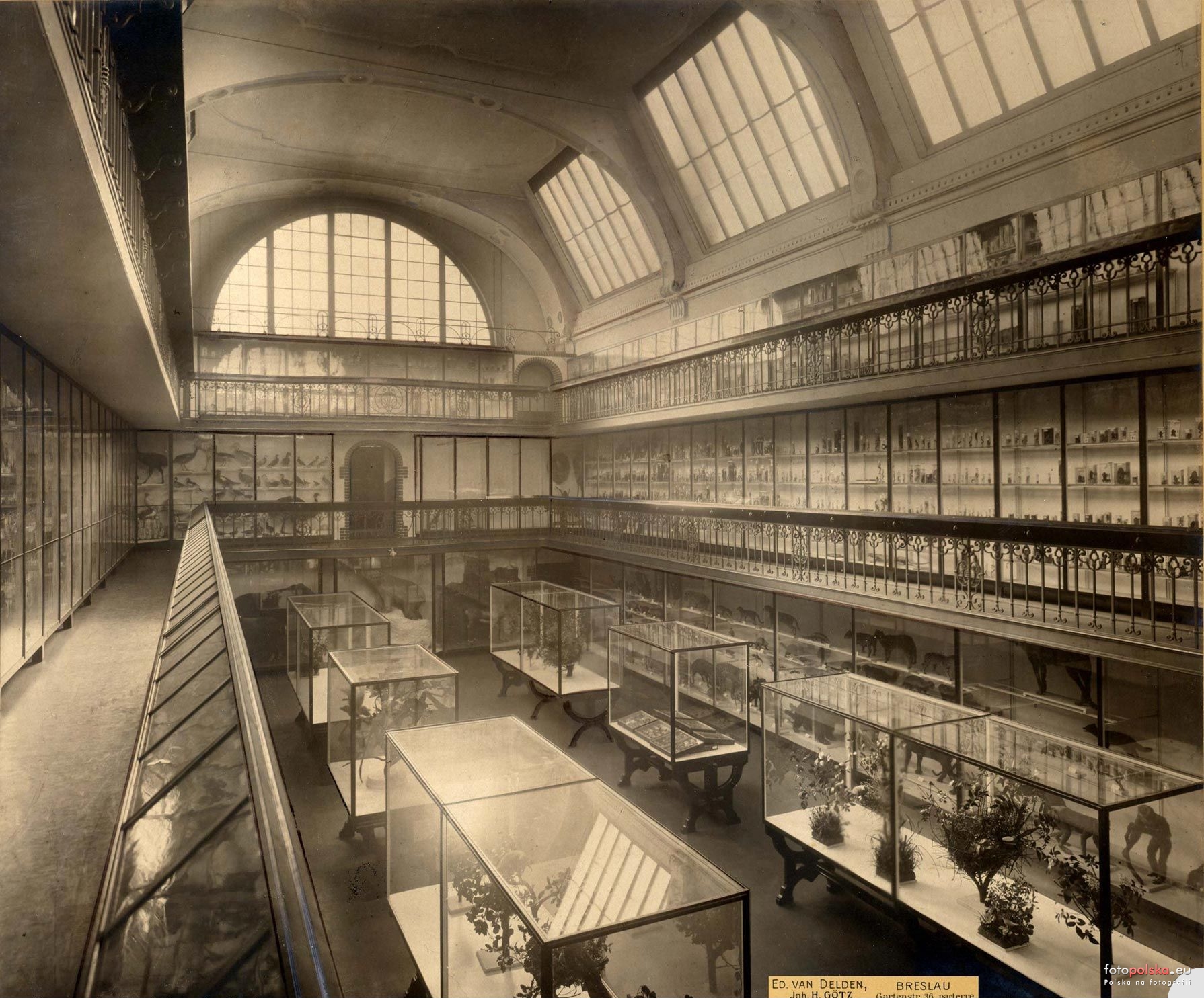 Muzeum Przyrodnicze, wystawa zoologiczna,  1904 r.