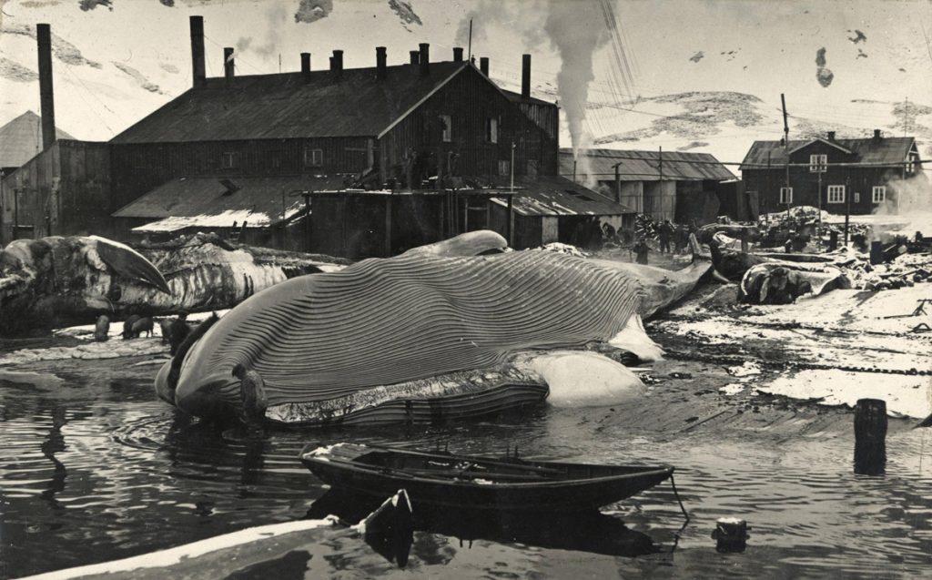 Płetwal błękitny leży na platformie do ćwiartowania w stacji wielorybniczej Grytviken na brytyjskiej wyspie Georgia Południowa w pobliżu Antarktydy, 1917 r.