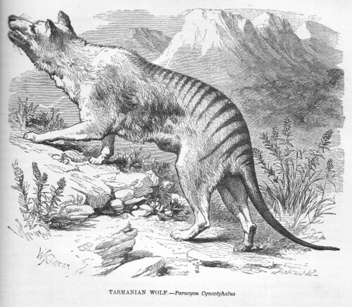 Wilkowór. Rycina z Ilustrowanej Historii Naturalnej autorstwa JG Wooda, 1862 r.