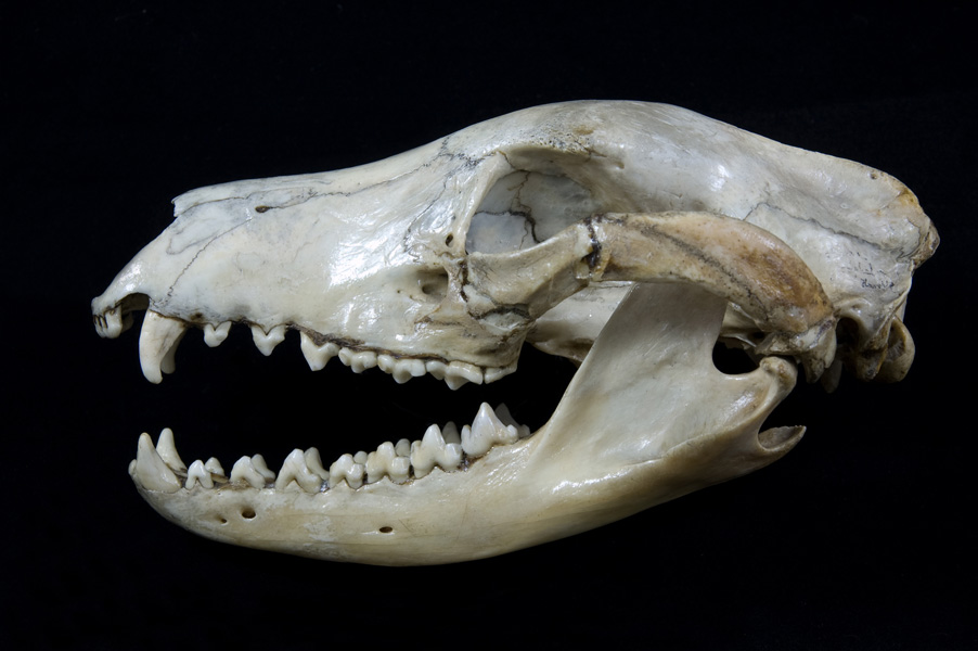 Czaszka samicy wilka workowatego (Thylacinus cynocephalus) z kolekcji Muzeum Przyrodniczego Czaszka samicy wilka workowatego z kolekcji Muzeum Przyrodniczego UWr.