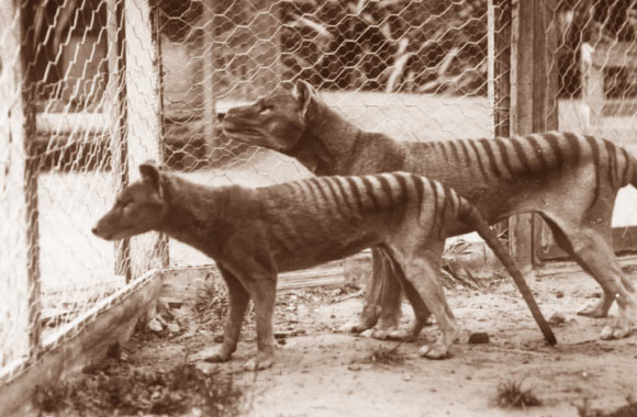 Samiec i samica wilka workowatego (Thylacinus cynocephalus).