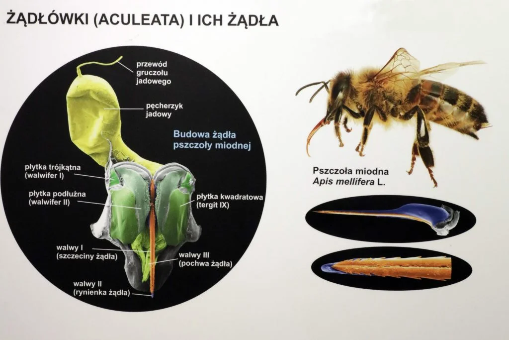 Wystawa "Owady i człowiek"
